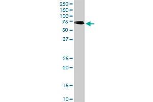 RIPK2 MaxPab rabbit polyclonal antibody. (RIPK2 anticorps  (AA 1-540))