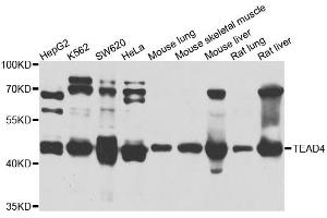 Western blot analysis of extracts of various cell lines, using TEAD4 antibody. (TEAD4 anticorps)
