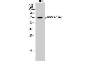 Western Blotting (WB) image for anti-Histone Deacetylase 2 (HDAC2) (pSer394) antibody (ABIN3182181) (HDAC2 anticorps  (pSer394))