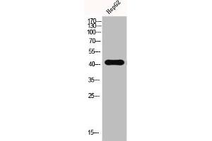 Western Blot analysis of HEPG2-UV cells using EMMPRIN Polyclonal Antibody (CD147 anticorps  (C-Term))