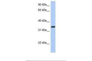 Image no. 1 for anti-cAMP Responsive Element Binding Protein 1 (CREB1) (AA 110-159) antibody (ABIN6739078) (CREB1 anticorps  (AA 110-159))