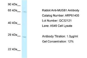 Western Blotting (WB) image for anti-MUS81 Endonuclease Homolog (MUS81) (C-Term) antibody (ABIN2788792) (MUS81 anticorps  (C-Term))