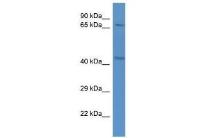 Western Blot showing Rad21 antibody used at a concentration of 1. (RAD21 anticorps  (C-Term))