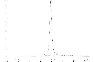 The purity of Human GARP&Latent TGF Beta Complex is greater than 95 % as determined by SEC-HPLC. (GARP & Latent TGF beta 1 Complex (AA 20-628) protein (His-Avi Tag))