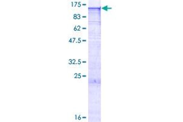 EXOSC10 Protein (AA 1-885) (GST tag)