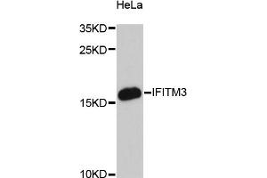 Western blot analysis of extracts of HeLa cells, using IFITM3 antibody. (IFITM3 anticorps)