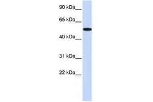 Image no. 1 for anti-Receptor-Interacting Serine-threonine Kinase 2 (RIPK2) (C-Term) antibody (ABIN6744346) (RIPK2 anticorps  (C-Term))