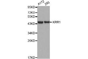 Western blot analysis of extracts of various cell lines, using KRR1 antibody. (KRR1 anticorps  (AA 1-381))