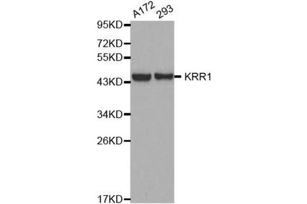 KRR1 anticorps  (AA 1-381)