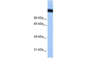 Western Blotting (WB) image for anti-DEAD (Asp-Glu-Ala-Asp) Box Polypeptide 42 (DDX42) antibody (ABIN2461347) (DDX42 anticorps)