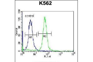 Flow cytometric analysis of K562 cells (right histogram) compared to a negative control cell (left histogram). (RAB3D anticorps  (C-Term))