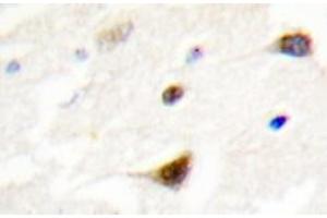 Immunohistochemistry analyzes of TRF1 antibody in paraffin-embedded human brain tissue. (TRF1 anticorps)