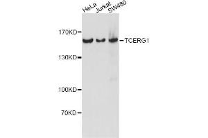 Western blot analysis of extracts of various cell lines, using TCERG1 antibody (ABIN6291557) at 1:1000 dilution. (TCERG1 anticorps)