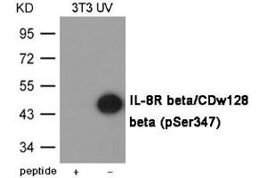 Western blot analysis of extracts from 3T3 cells treated with UV using IL-8R beta/CDw128 beta (Phospho-Ser347) Antibody. (CXCR2 anticorps  (pSer347))