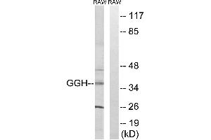 Western blot analysis of extracts from RAW264. (GGH anticorps  (Internal Region))