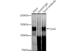 Immunoprecipitation analysis of 600 μg extracts of Mouse brain cells using 3 μg Tyro3 antibody (ABIN1678641, ABIN7101341, ABIN7101342 and ABIN7101343). (TYRO3 anticorps)