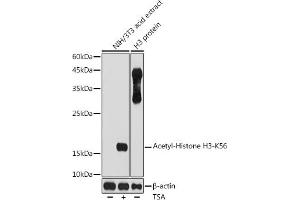 Western blot analysis of extracts of NIH/3T3 cells, using Acetyl-Histone H3-K56 antibody (ABIN7267674) at 1:1000 dilution. (Histone 3 anticorps  (H3K56))