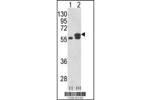 Western blot analysis of PDIA3 using rabbit polyclonal PDIA3 Antibody using 293 cell lysates (2 ug/lane) either nontransfected (Lane 1) or transiently transfected with the PDIA3 gene (Lane 2). (PDIA3 anticorps  (AA 192-220))