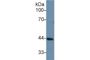 Western Blotting (WB) image for serpin Peptidase Inhibitor, Clade A (Alpha-1 Antiproteinase, Antitrypsin), Member 6 (SERPINA6) ELISA Kit (ABIN6730988)