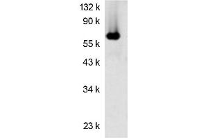 Western blot analysis using Luciferase antibody  Protein (Luciferase anticorps)