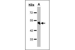 Western blot: Sample (30 µg of whole cell lysate). (alpha 1 Adrenergic Receptor anticorps  (AA 206-270))
