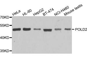 Western blot analysis of extracts of various cell lines, using POLD2 antibody (ABIN5974729) at 1/1000 dilution. (POLD2 anticorps)