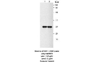 Image no. 1 for anti-NAD(P)H Dehydrogenase, Quinone 1 (NQO1) antibody (ABIN363232) (NQO1 anticorps)