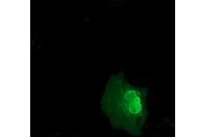 Anti-NSMCE2 mouse monoclonal antibody (ABIN2453383) immunofluorescent staining of COS7 cells transiently transfected by pCMV6-ENTRY NSMCE2 (RC207639). (NSMCE2 anticorps)