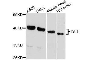 Western blot analysis of extracts of various cell lines, using IST1 antibody. (IST1 anticorps  (AA 1-335))