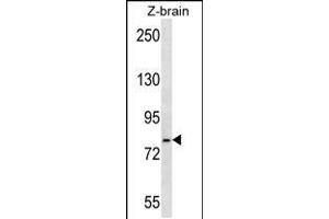 Western blot analysis in zebra fish brain tissue lysates (35ug/lane). (GRP78 anticorps  (AA 261-289))
