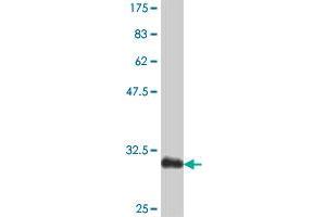 Western Blot detection against Immunogen (31. (Osteocalcin anticorps  (AA 52-100))