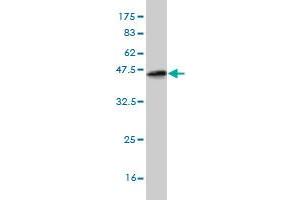 Western Blotting (WB) image for anti-Ets Variant 5 (ETV5) (AA 181-290) antibody (ABIN560808)