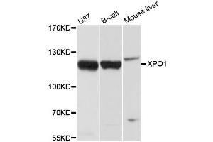 Western blot analysis of extracts of various cell lines, using XPO1 antibody (ABIN5970125) at 1/1000 dilution. (XPO1 anticorps)