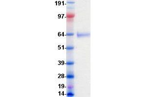 Validation with Western Blot (EPH Receptor B1 Protein (EPHB1) (DYKDDDDK-His Tag))