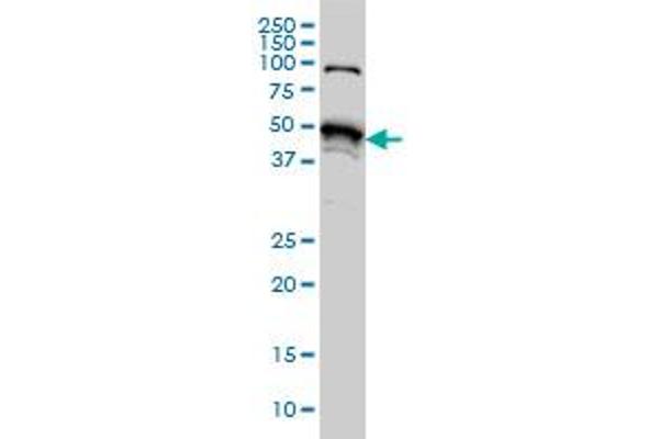 STK38 anticorps  (AA 365-465)
