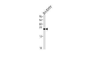 Western Blotting (WB) image for anti-Regenerating Islet Derived Protein 3 gamma (REG3g) (AA 89-116) antibody (ABIN651794)