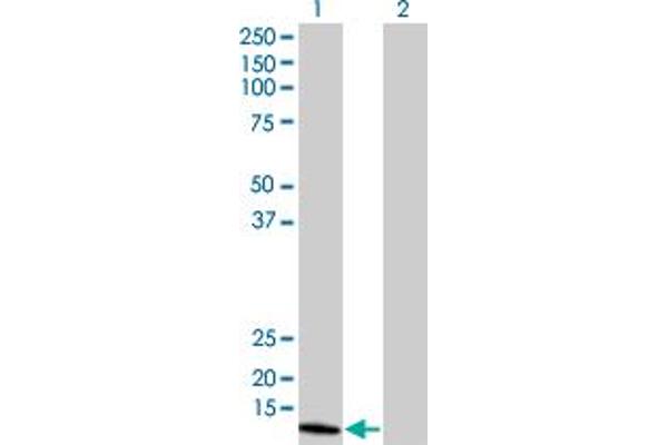 NUDT1 anticorps  (AA 1-179)