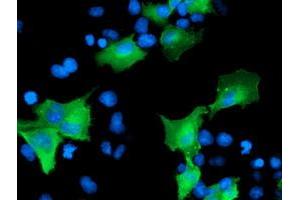 Anti-CCM2 mouse monoclonal antibody (ABIN2454942) immunofluorescent staining of COS7 cells transiently transfected by pCMV6-ENTRY CCM2 (RC201418). (CCM2 anticorps)