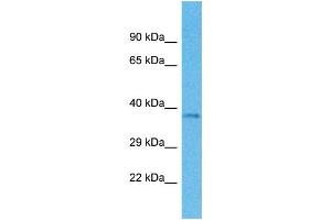 Western Blotting (WB) image for anti-Olfactory Receptor, Family 4, Subfamily M, Member 1 (OR4M1) (C-Term) antibody (ABIN2447821) (OR4M1 anticorps  (C-Term))