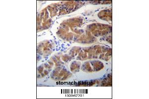 MORN1 Antibody immunohistochemistry analysis in formalin fixed and paraffin embedded human stomach tissue followed by peroxidase conjugation of the secondary antibody and DAB staining. (MORN1 anticorps  (N-Term))