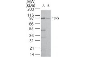 Image no. 1 for anti-Toll-Like Receptor 5 (TLR5) antibody (ABIN208236) (TLR5 anticorps)