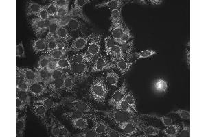 Immunocytochemistry/Immunofluorescence analysis using Mouse Anti-Hsp60 Monoclonal Antibody, Clone LK-1 . (HSPD1 anticorps  (APC))