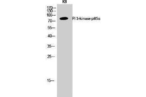 Western Blotting (WB) image for anti-Phosphoinositide 3 Kinase, p85 alpha (PI3K p85a) (Internal Region) antibody (ABIN3176878) (PIK3R1 anticorps  (Internal Region))