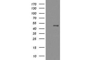 Image no. 6 for anti-Mitogen-Activated Protein Kinase Kinase 1 (MAP2K1) antibody (ABIN1499393) (MEK1 anticorps)