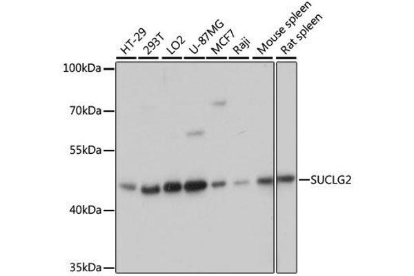 SUCLG2 anticorps  (AA 50-300)