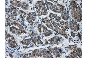Immunohistochemistry (IHC) image for anti-Aldo-Keto Reductase Family 1, Member A1 (Aldehyde Reductase) (AKR1A1) antibody (ABIN1496542) (AKR1A1 anticorps)