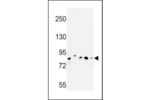 CHPF anticorps  (AA 327-354)