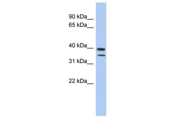 C4ORF23 anticorps  (N-Term)