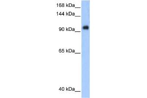 WB Suggested Anti-PPP1R13L Antibody Titration:  0. (PPP1R13L anticorps  (Middle Region))