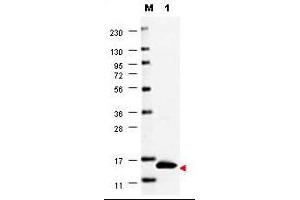 Image no. 1 for anti-Colony Stimulating Factor 2 (Granulocyte-Macrophage) (CSF2) antibody (ABIN1100979) (GM-CSF anticorps)